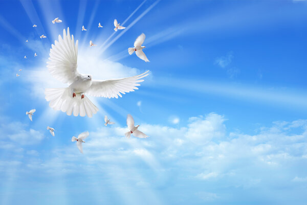 Espíritu Santo paloma volando en el cielo — Foto de Stock