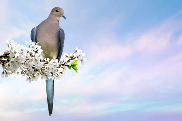 Dove siedzący na gałęzi kwitnących wiśni — Zdjęcie stockowe