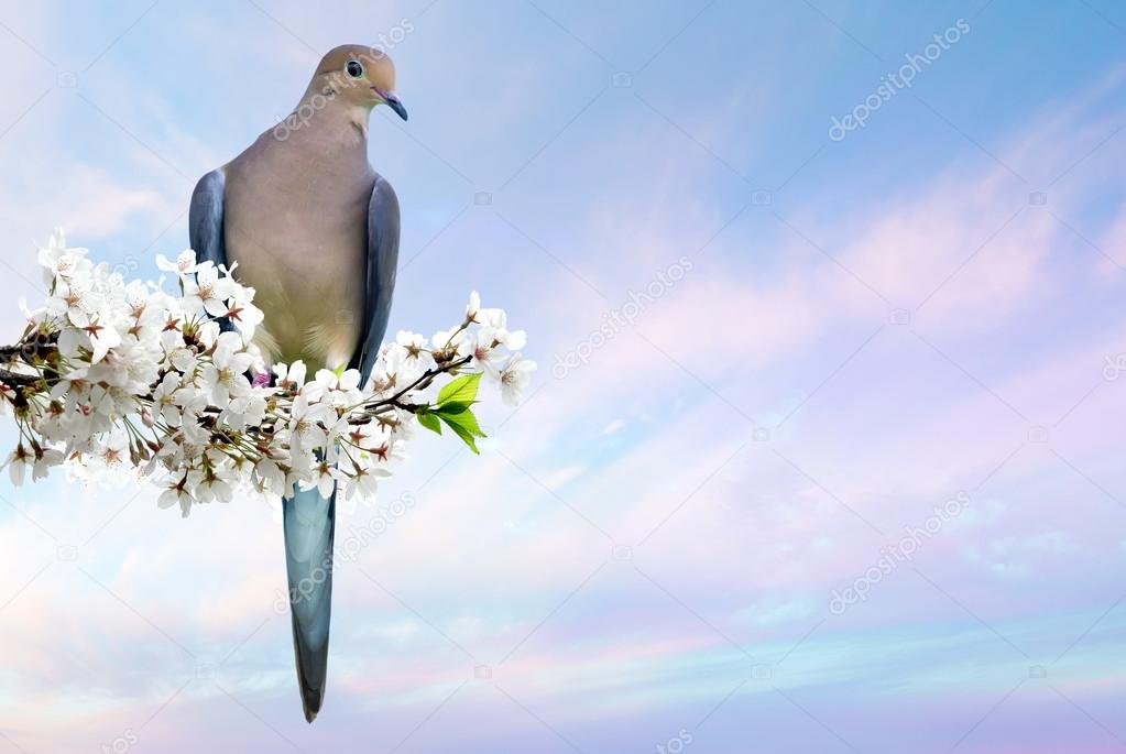 Dove perched on blossoming cherry branch 