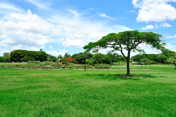 Parque verde de la ciudad — Foto de Stock