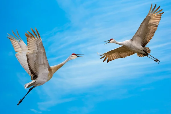 Sandbergkräne — Stockfoto