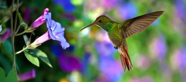 Hummingbird (archilochus colubris) in volo su fiori viola Immagine Stock