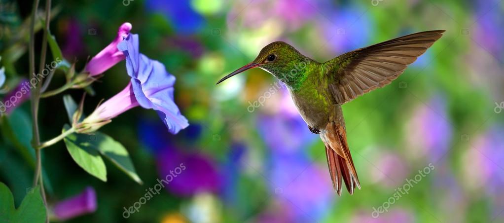 Colibri Images Libres De Droit Photos De Colibri Depositphotos Colibri Images Libres De Droit Photos De Colibri Depositphotos