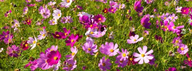 Bahçede çiçek açan kozmos çiçekleri