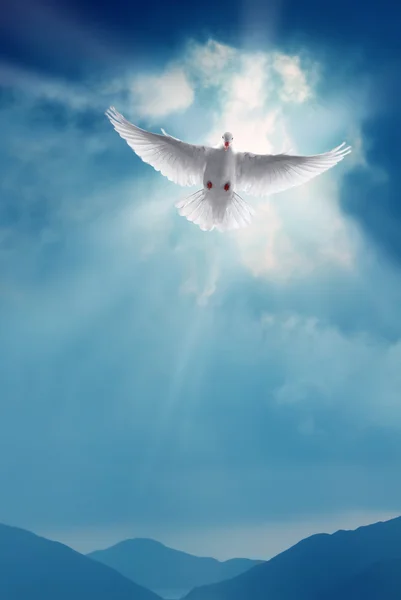 White Holy Dove Flying in Blue Sky Vertical Image — Stockfoto