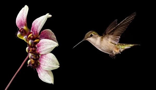 黒の背景の上を飛んでのハチドリ — ストック写真