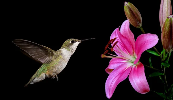 黒い背景に熱帯の花とハチドリ — ストック写真