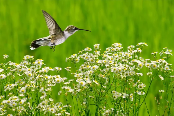 Kolibřík v pohybu v heřmánku — Stock fotografie