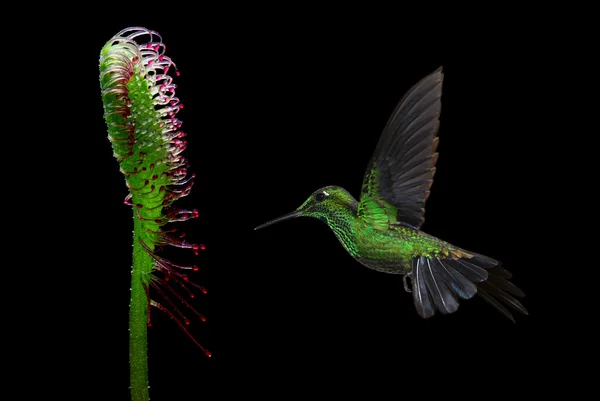 Humming pássaro voando contra fundo preto — Fotografia de Stock