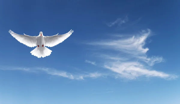 Colomba bianca in un cielo blu, simbolo di fede — Foto Stock