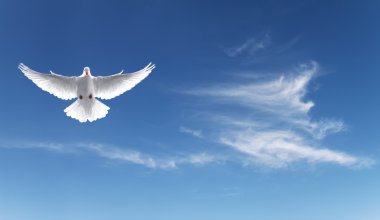 Mavi gökyüzü inanç sembolü beyaz güvercin 