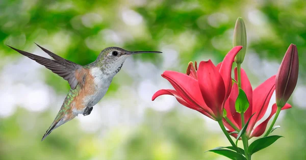 녹색 배경 위에 비행 하는 벌 새 (archilochus colubris) — 스톡 사진