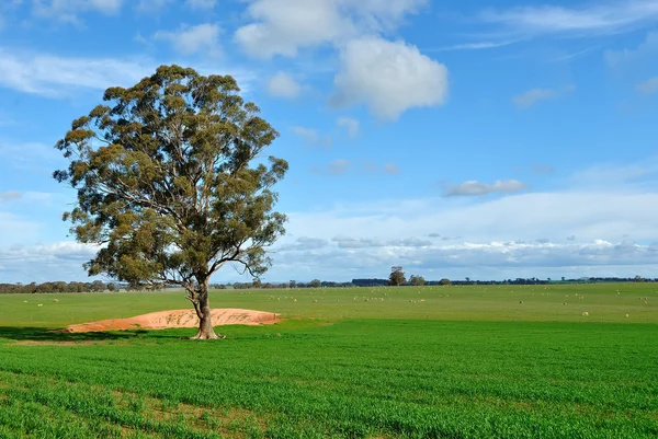 Goma em uma paddock, em uma fazenda em Victoria, Austrália — Fotografia de Stock