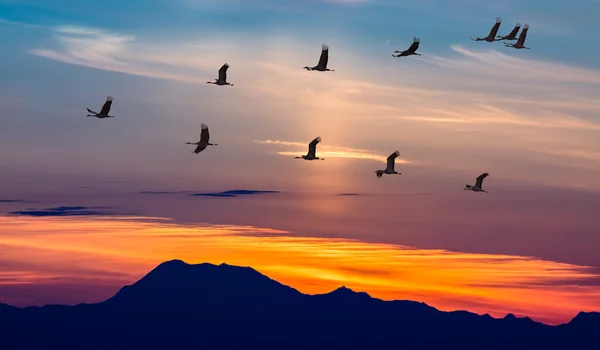 Aves migratórias voando ao pôr do sol — Fotografia de Stock