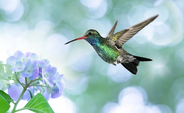 Imagem sonhadora de um beija-flor-de-garganta-rubi — Fotografia de Stock