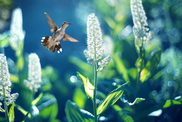 Beija-flor em voo — Fotografia de Stock