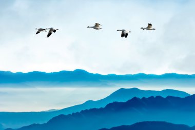 Geese flying against blue sky background clipart