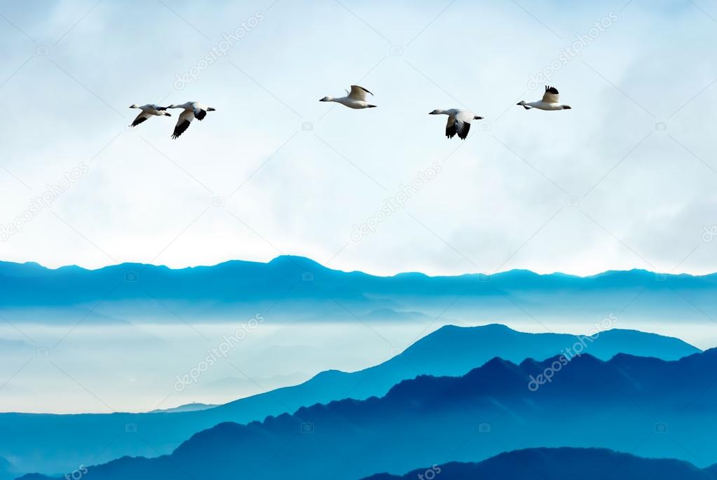 Geese flying against blue sky background