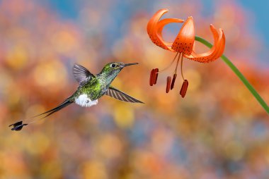 Tiger lily yanında uçan sinek kuşu