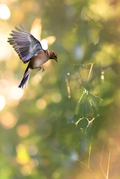 Oiseau en vol sur fond lumineux — Photo