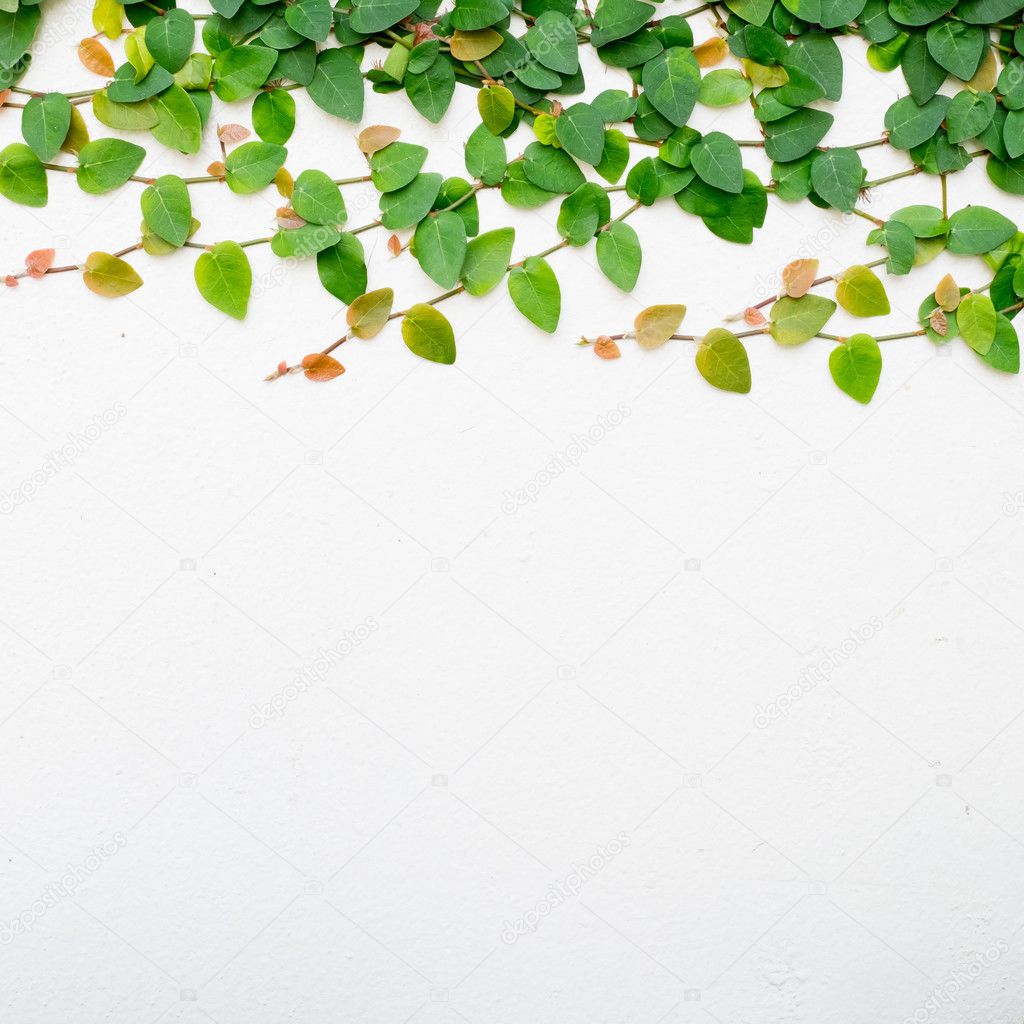 ツタの壁 ストック写真 C Piyagoon