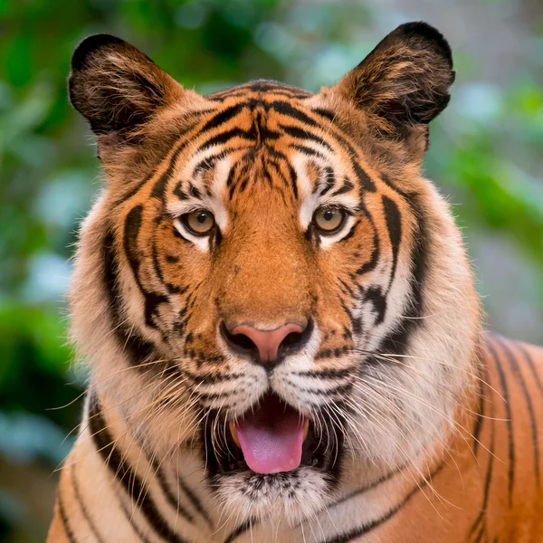 Tygrys w zoo — Zdjęcie stockowe