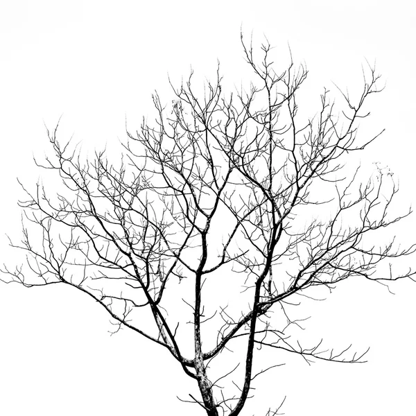 Arbre mort sans feuilles — Photo