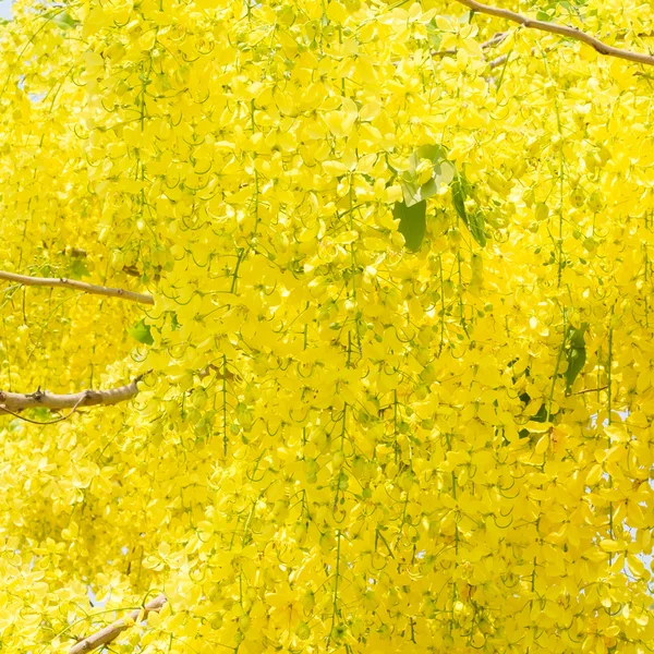 Golden shower  in the garden — Stock Photo, Image