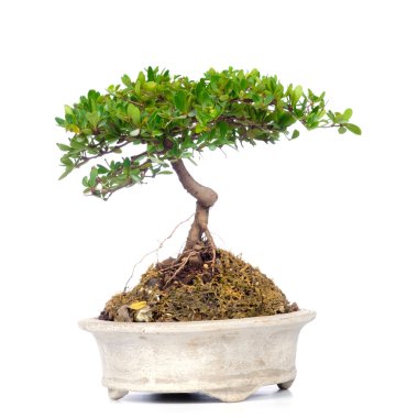 bonsai ağacı üzerinde beyaz izole