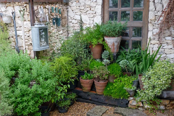 Alberi in vaso su una terrazza — Foto Stock