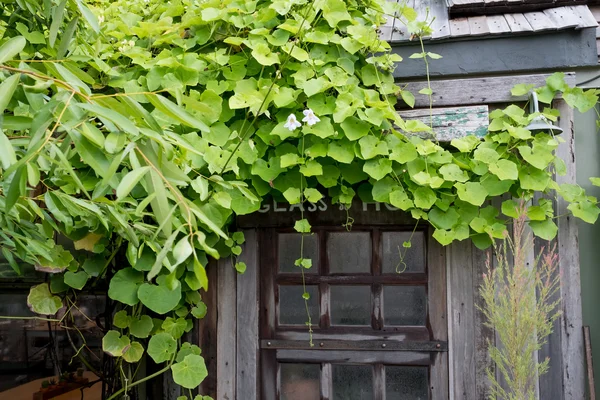 Ventana de madera vieja cubierta por hojas de hiedra verde — Foto de Stock