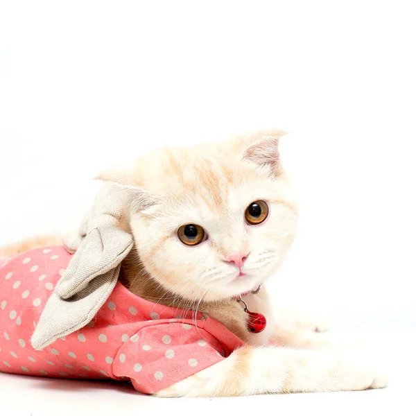 Scottish Fold cat — Stock Photo, Image