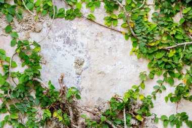 duvarda yeşil sarmaşık bitki