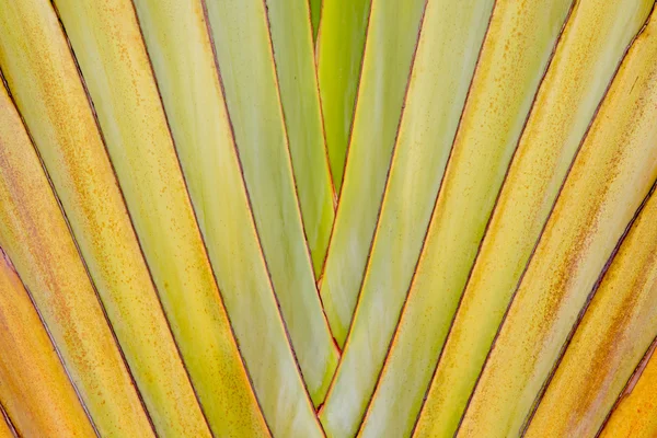 Stora palm fällbara grenar abstrakt closeu — Stockfoto