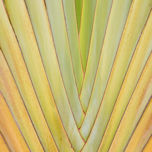 Stora palm fällbara grenar abstrakt närbild — Stockfoto