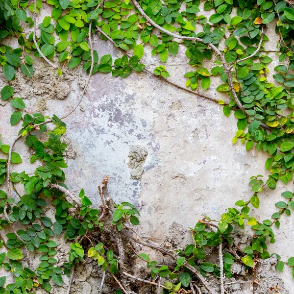 Grön ranka anläggningen på vägg — Stockfoto