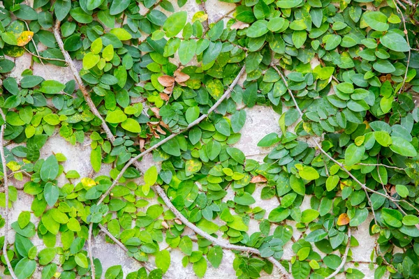 De groene klimplant plant op de muur — Stockfoto