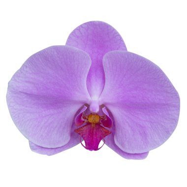 Beyaz arkaplanda izole edilmiş mor orkide