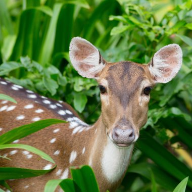 spotted fallow deer clipart