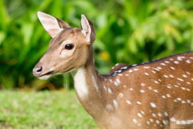 spotted fallow deer clipart