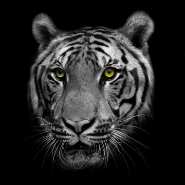 siyah ve beyaz kaplan