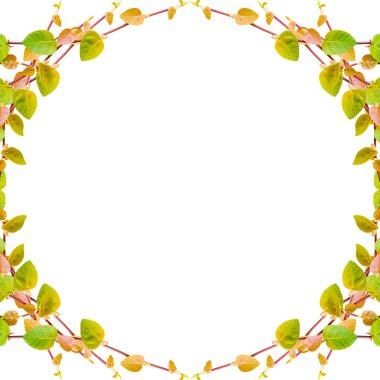 Beyaz arka plan üzerinde izole yeşil sarmaşık bitki çerçeve