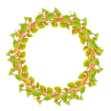 Beyaz arka plan üzerinde izole yeşil sarmaşık bitki çerçeve