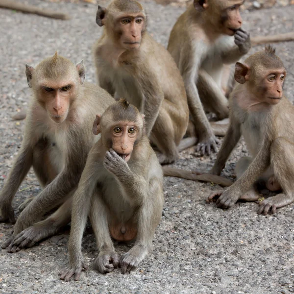 Monkey family — Stock Photo, Image