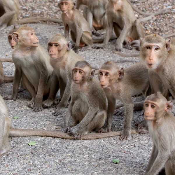 Monkey family — Stock Photo, Image