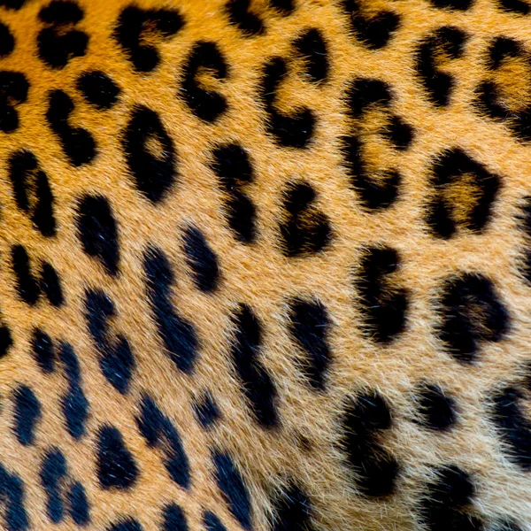 Véritable peau de jaguar — Photo