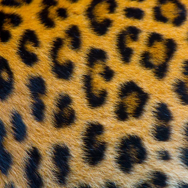Настоящая кожа ягуара — стоковое фото