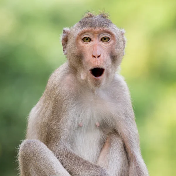 Monkey — Stock Photo, Image