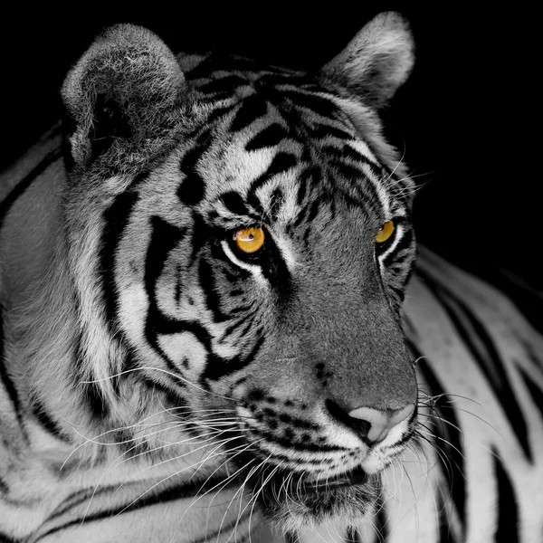 Zwart-witte tijger — Stockfoto