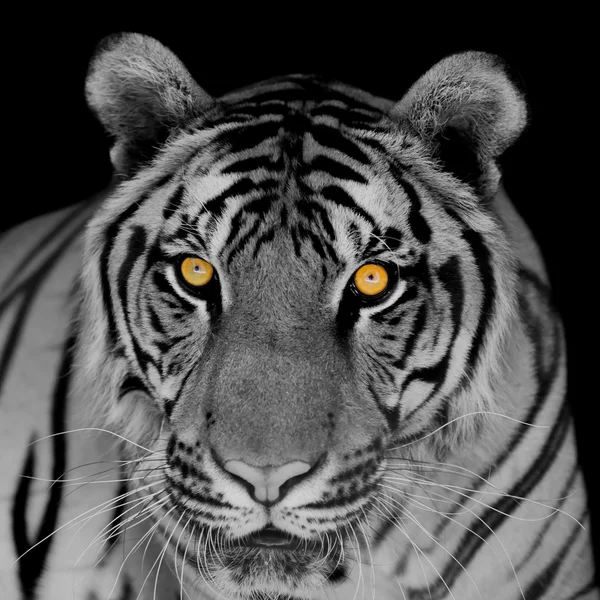 Tigre preto e branco — Fotografia de Stock